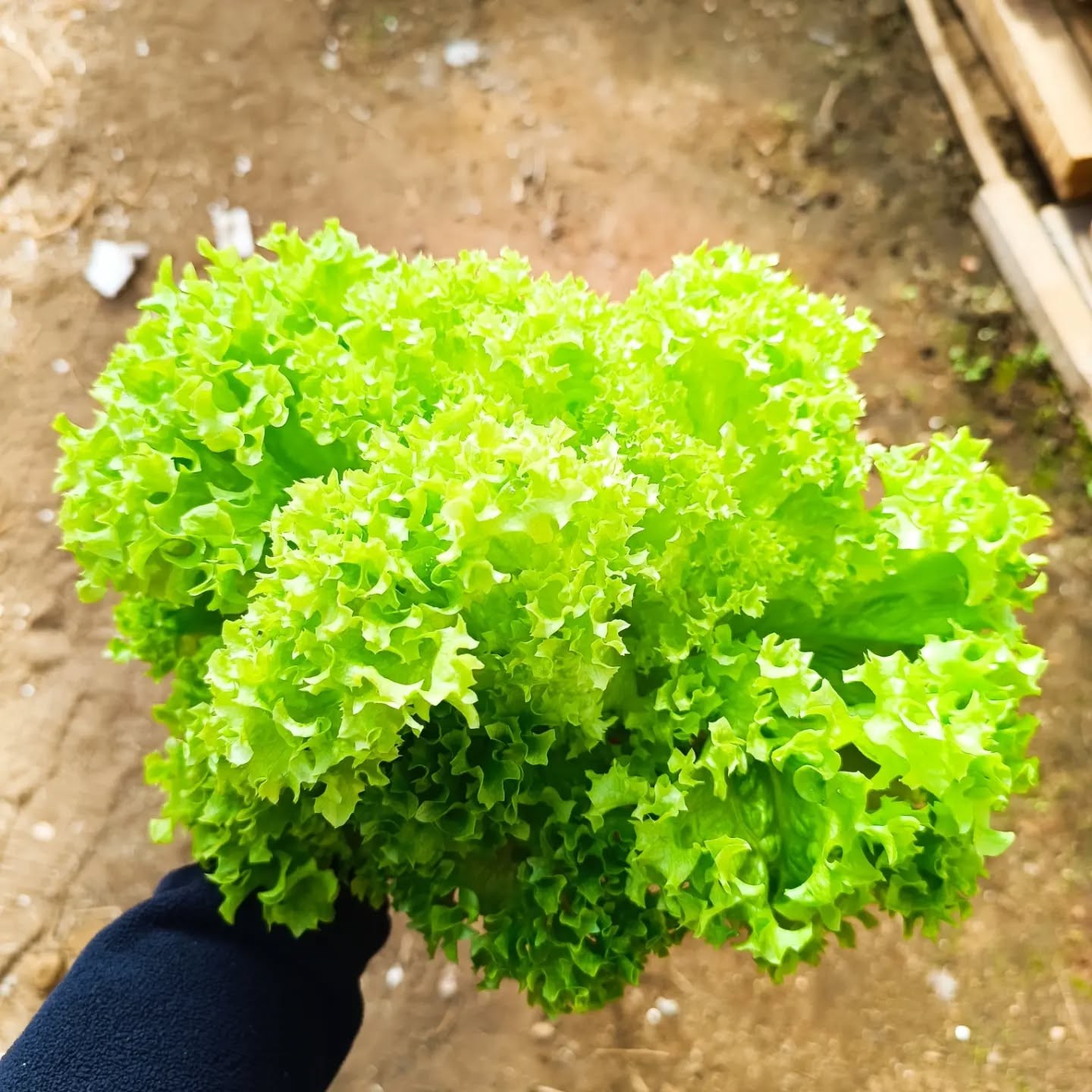 Lechuga