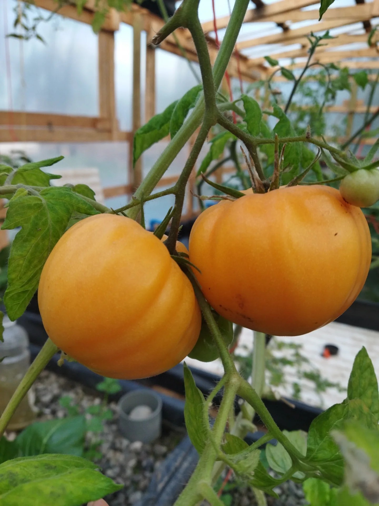 Tomates
