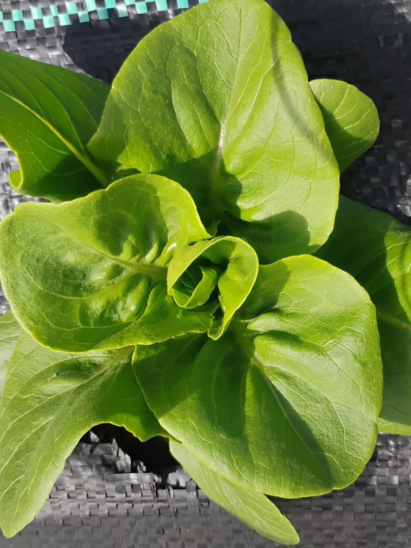 Lechuga